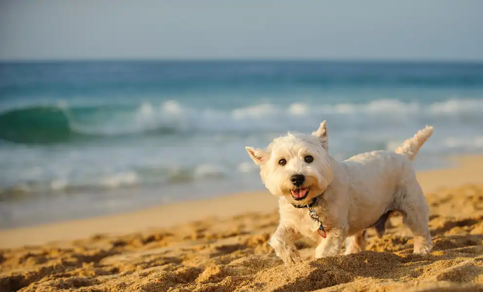 Hund am Strand